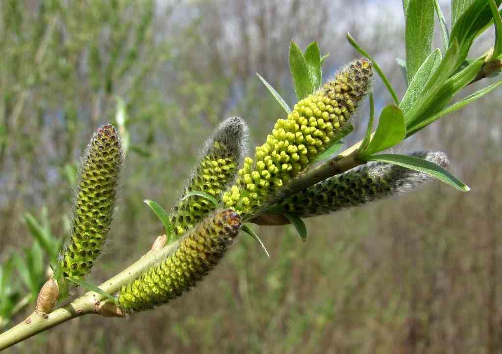 تصویر 1 از عرق بیدمشک برای جوش صورت با فرآوری سنتی و کیفیت مطلوب